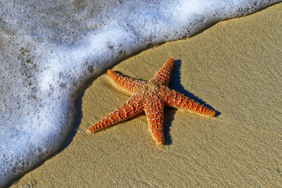 Ein roter Seestern am Strand, das Meer erreicht ihn gerade nicht