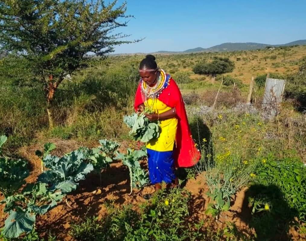 A woman wearing very colourful clothes, a yellow dress, blue skirt and red shawl pics crops in a large vegetable garden. She is wearing lots of bright colourful jewellery and has her hair tied up.